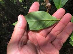 Image of Deeringia arborescens (R. Br.) Druce