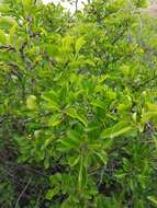 Image of Rhamnus parvifolia Bunge