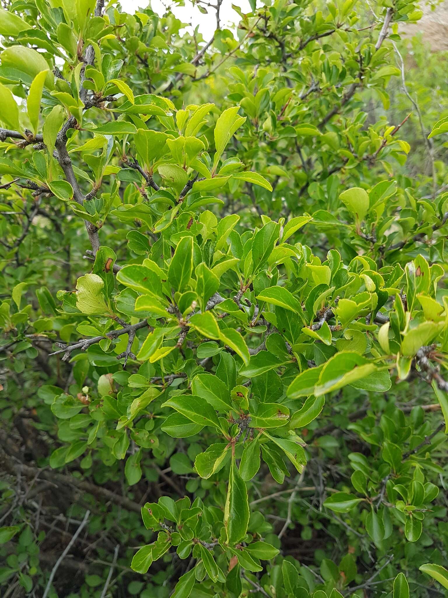 Image of Rhamnus parvifolia Bunge