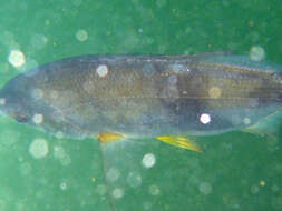 Image of Dusky sea-perch