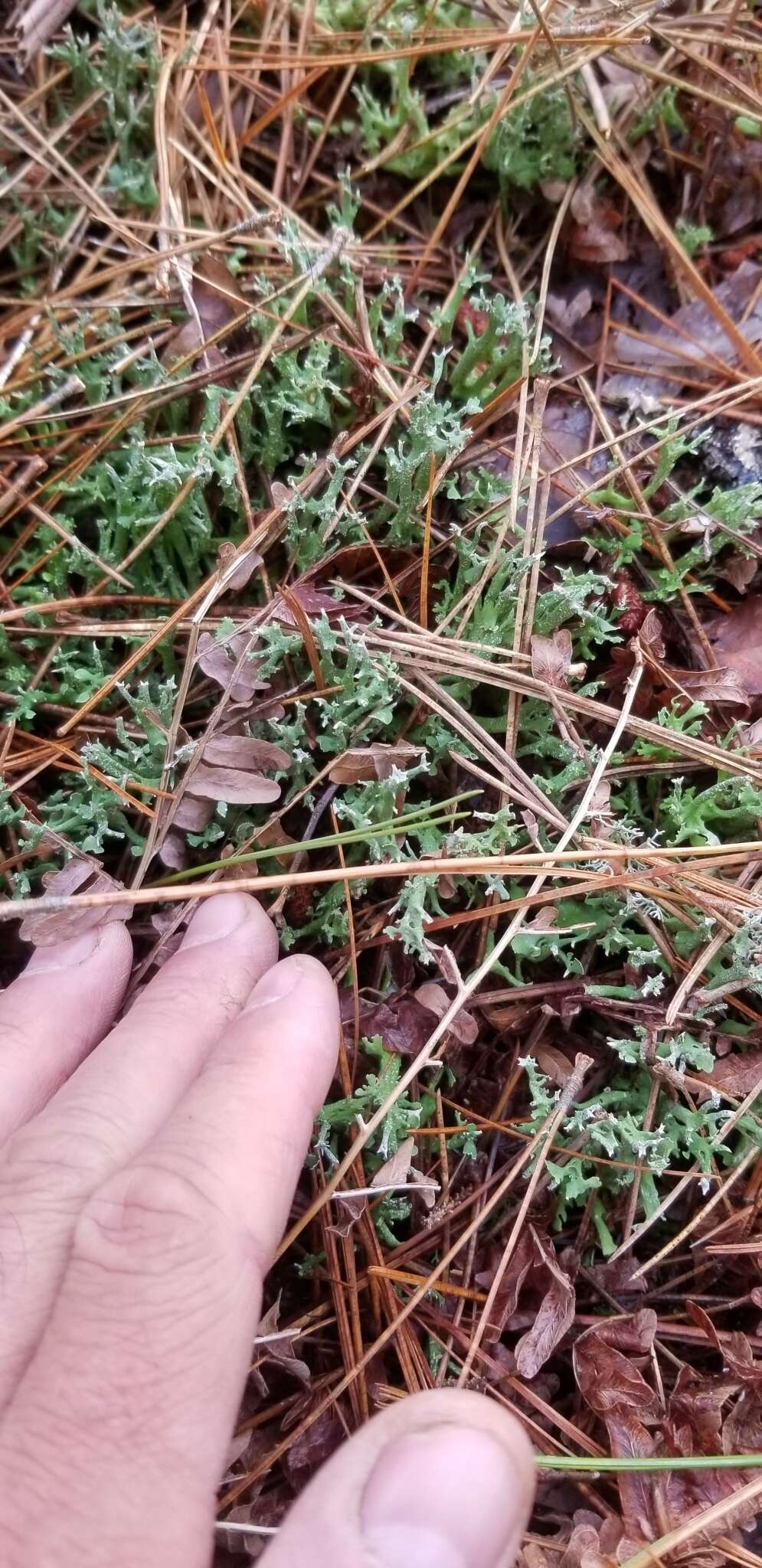 Image of Cladonia turgida Ehrh. ex Hoffm.