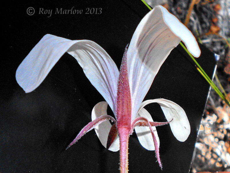 Image of Pelargonium carneum Jacq.