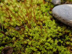 Image of tortella moss