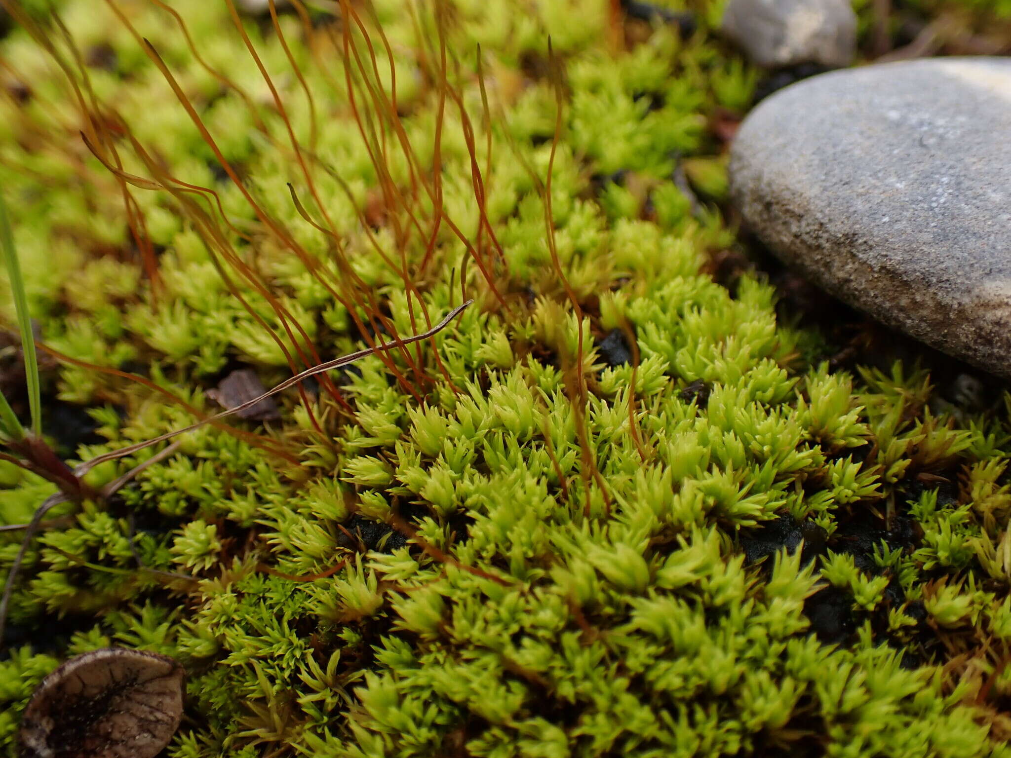 Image of tortella moss