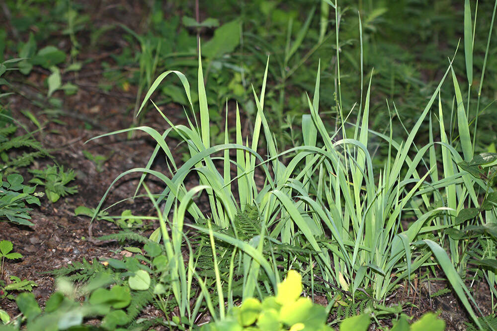 Sivun Calamagrostis korotkyi Litv. kuva