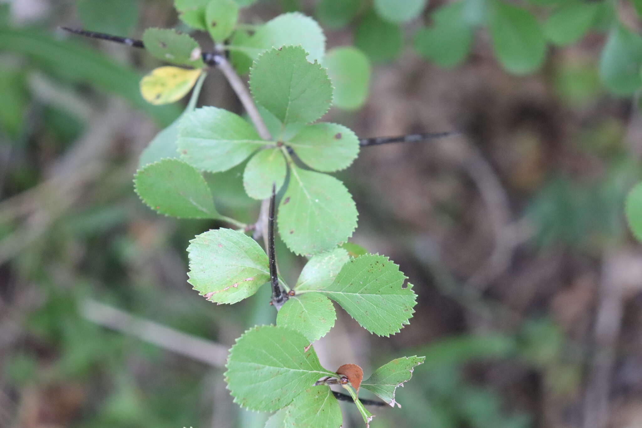 Слика од Crataegus reverchonii Sarg.