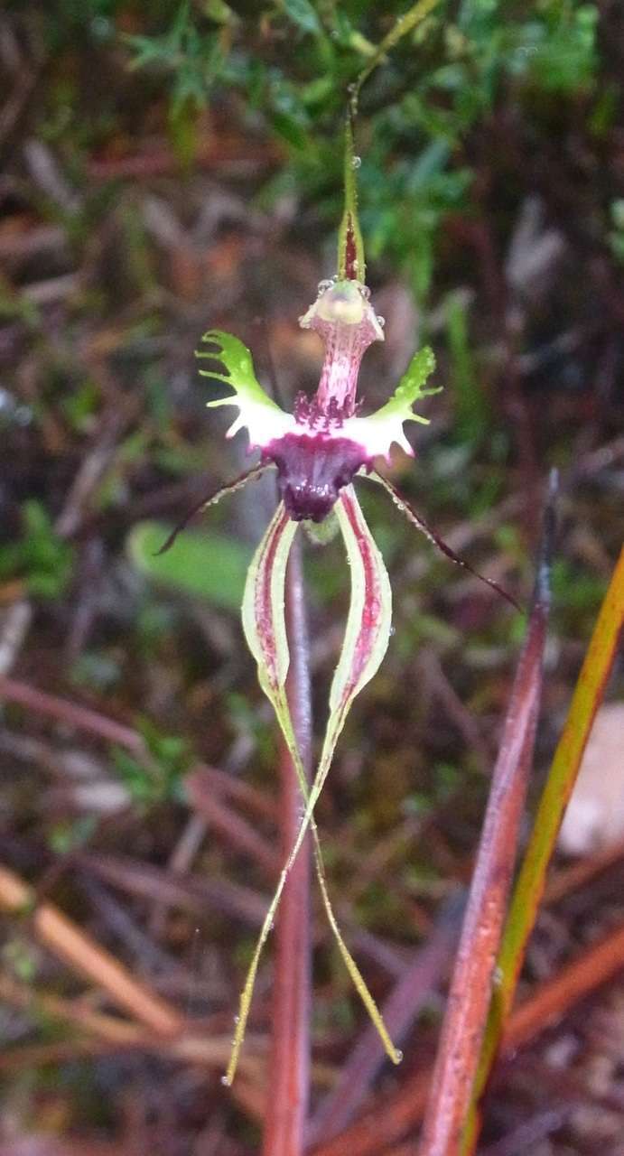 Image of Green comb spider orchid