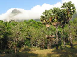 Image of toddy palm