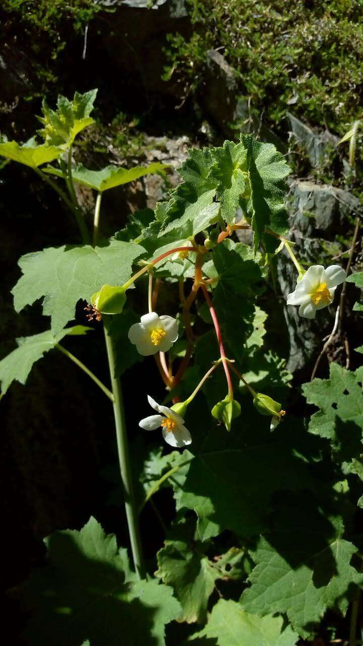 Image of Begonia micranthera Griseb.