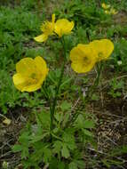 Image of Turner's buttercup