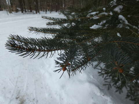 Image de Abies balsamea var. balsamea