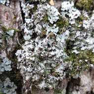 Image of frosted lichen