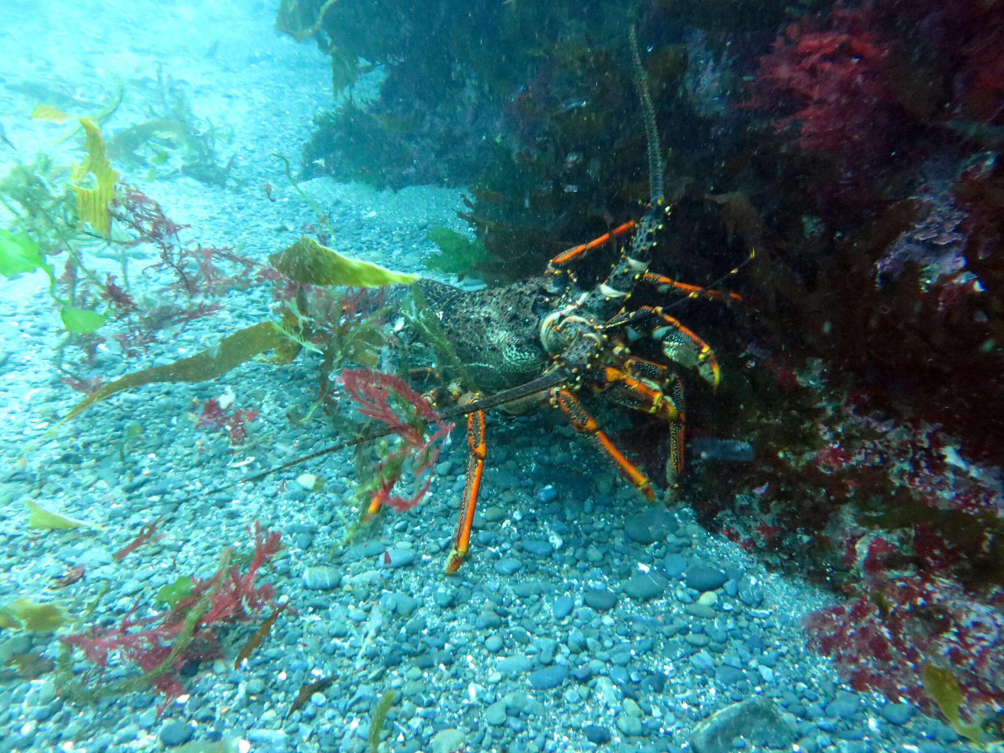 Image of Red Rock Lobster