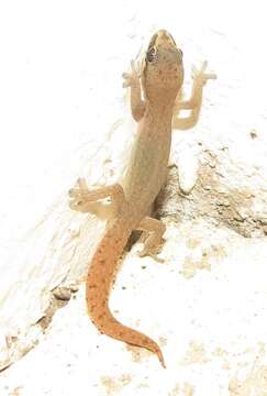 Image of Cradock Thick-toed Gecko