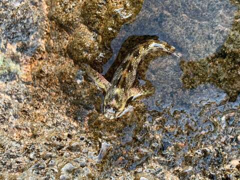 Image de Coryphoblennius