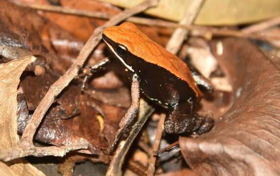 Image of Mantella ebenaui (Boettger 1880)