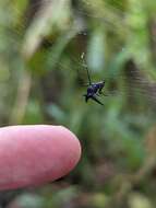 صورة Micrathena pilaton Levi 1985