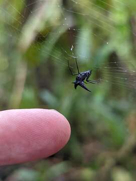 Imagem de Micrathena pilaton Levi 1985