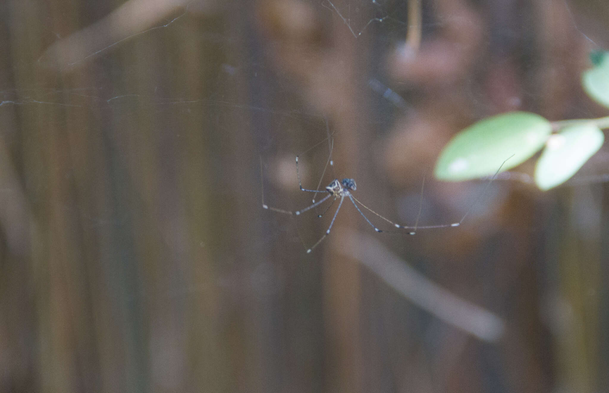 Image of Cellar spider