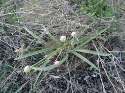 Image of Allium tulipifolium Ledeb.