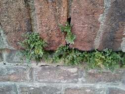 Sivun Asplenium ruta-muraria subsp. ruta-muraria kuva