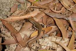 Image of Closed-litter Rainbow-skink