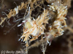 Image of Rubramoena rubescens (Picton & G. H. Brown 1978)