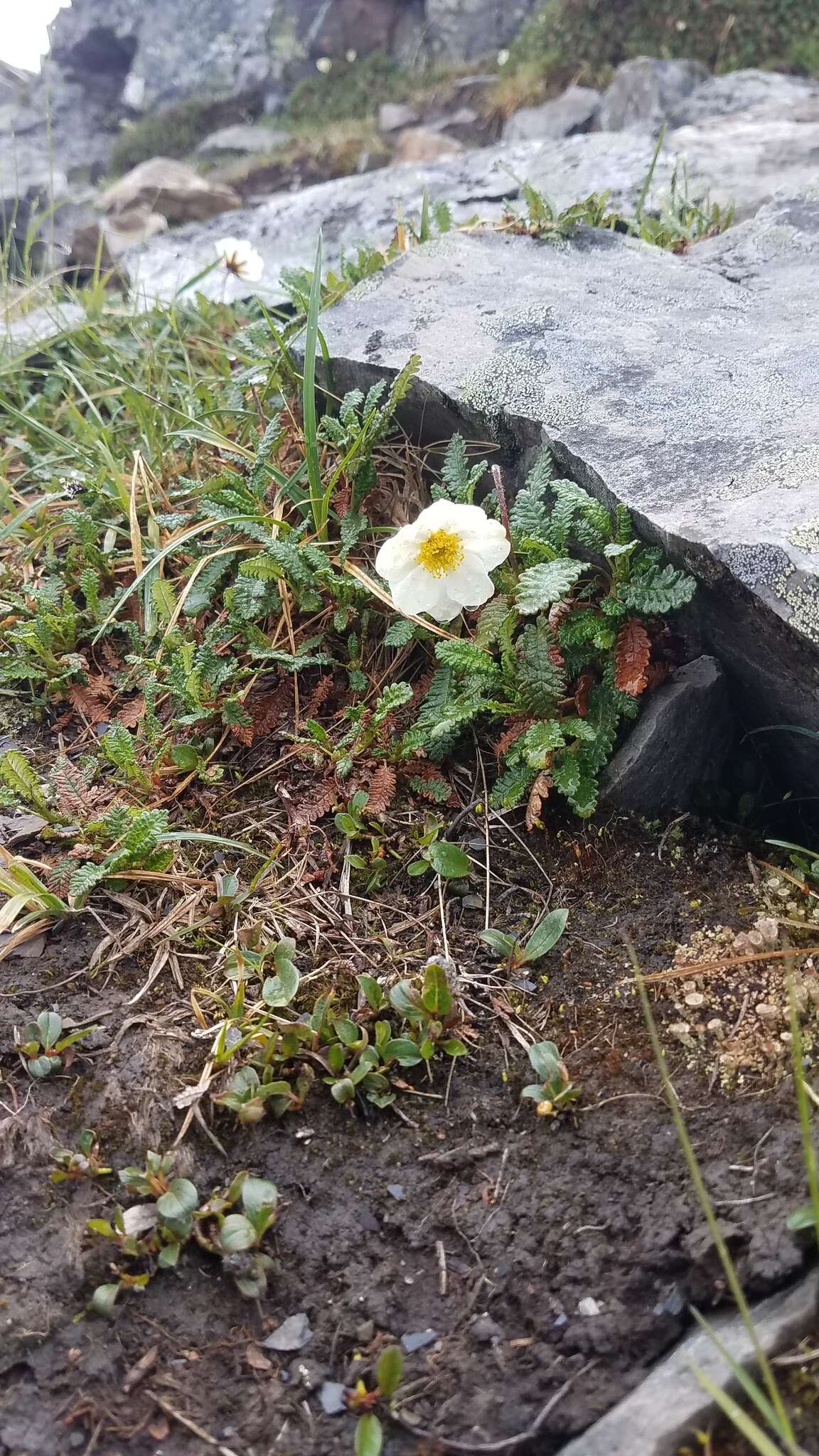 Imagem de Dryas octopetala subsp. alaskensis (A. Pors.) Hult.