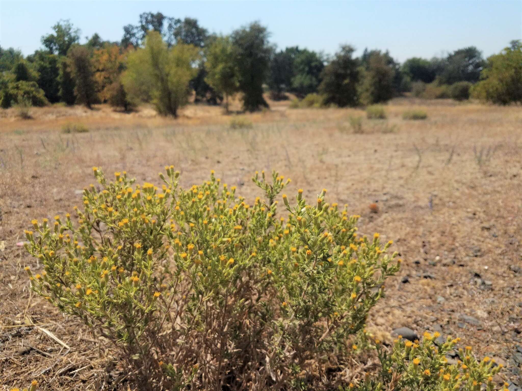 Image of Oregon false goldenaster