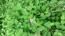 Image of trailing shrubverbena