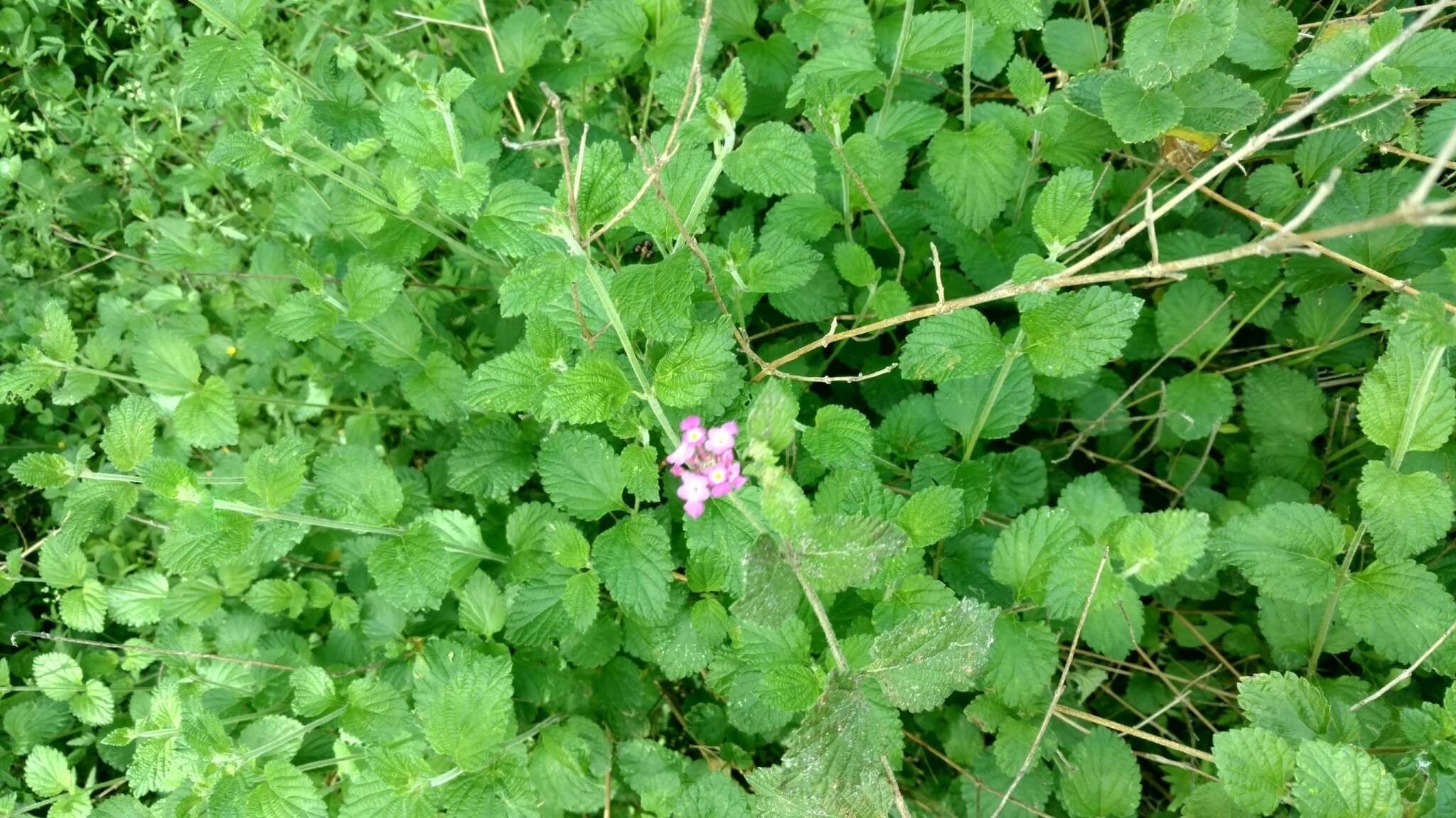 Image of trailing shrubverbena