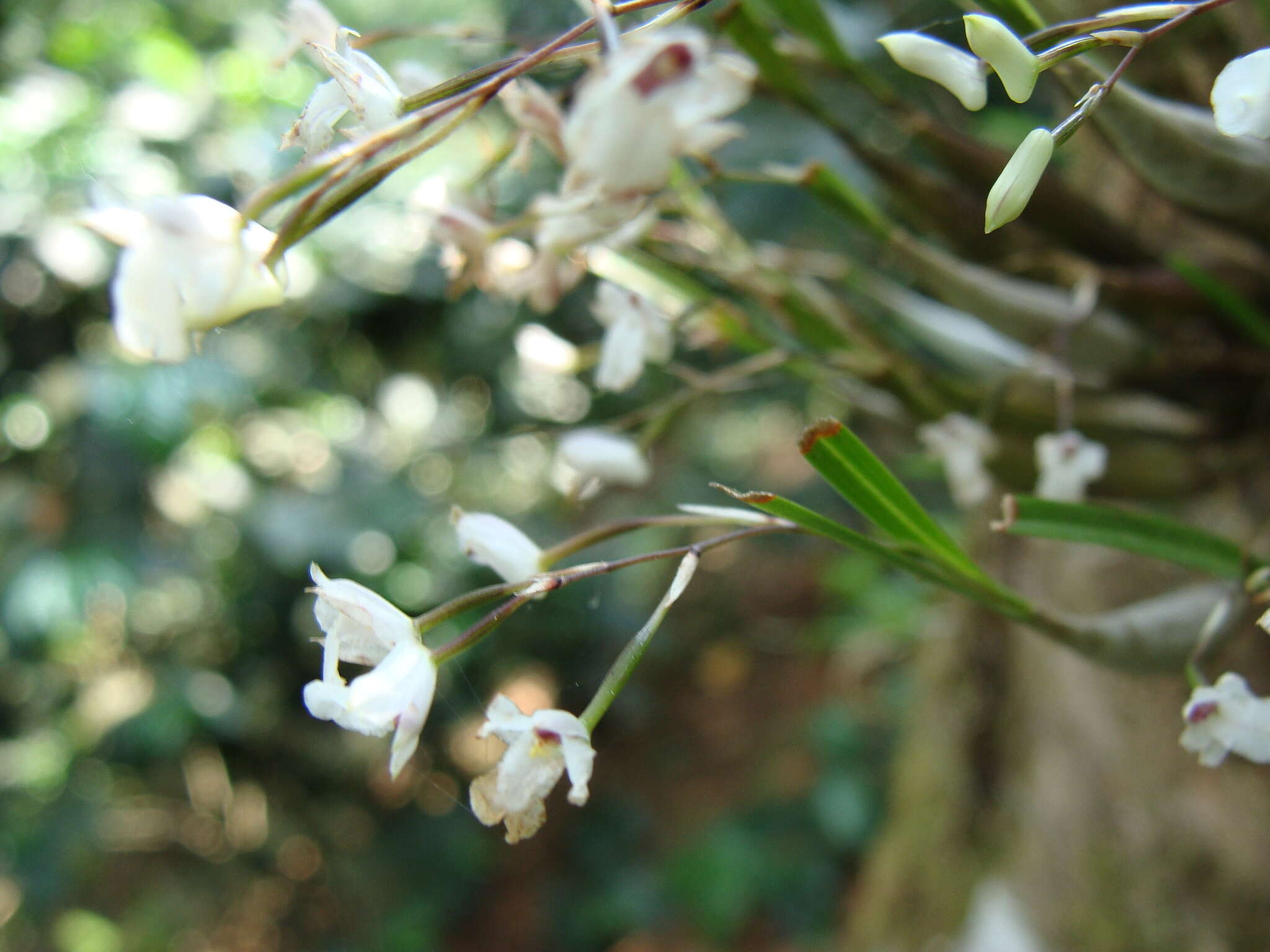 Plancia ëd Scaphyglottis crurigera (Bateman ex Lindl.) Ames & Correll