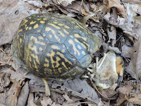 Image of Eastern box turtle