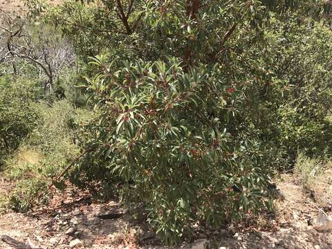 Image of Arizona madrone