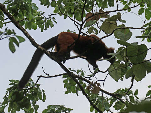 Image of Red Ruffed Lemur