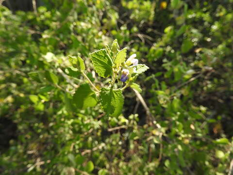 Image of shrubby blue sage