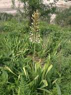 Image of Eremurus tianschanicus Pazij & Vved. ex Pavlov