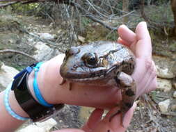 Image de Pelophylax bedriagae (Camerano 1882)