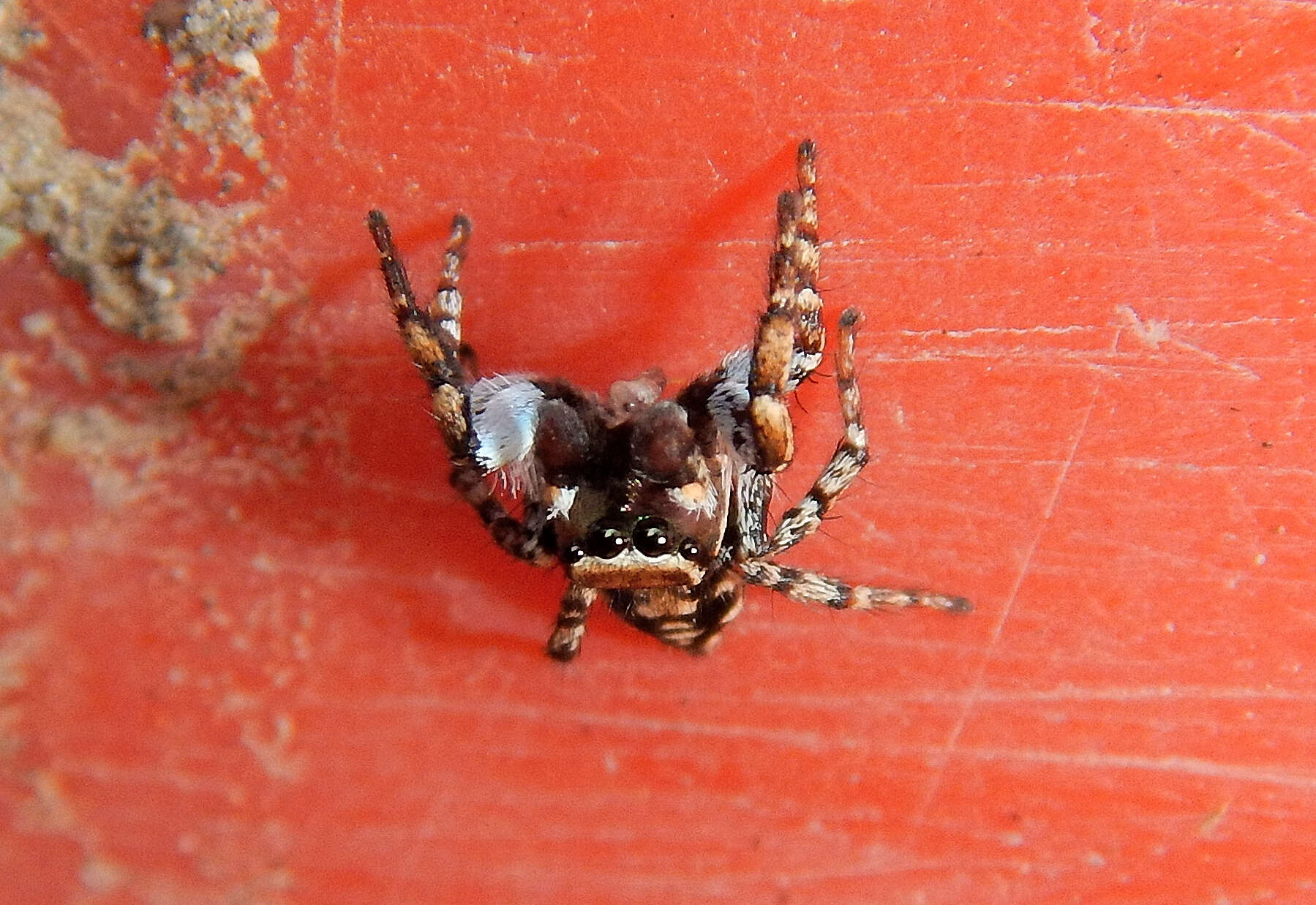 Image of Habronattus cambridgei Bryant 1948