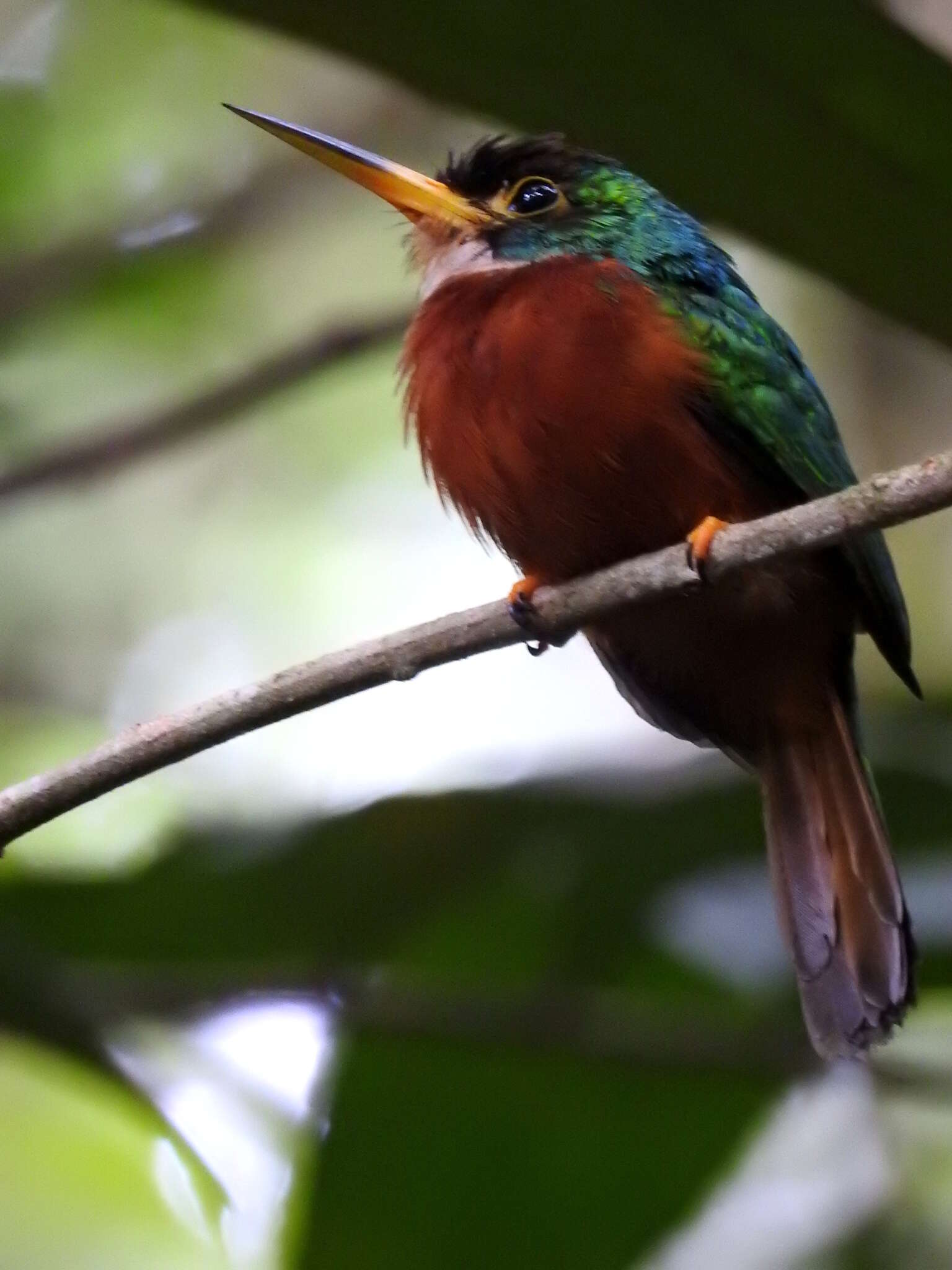 Image of Yellow-billed Jacamar