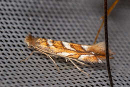 Image of Western Midget