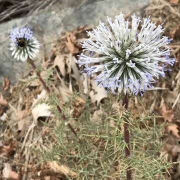 Image of Echinops spinosissimus subsp. spinosissimus