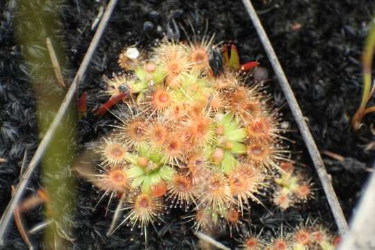 Image de Drosera pulchella Lehm.