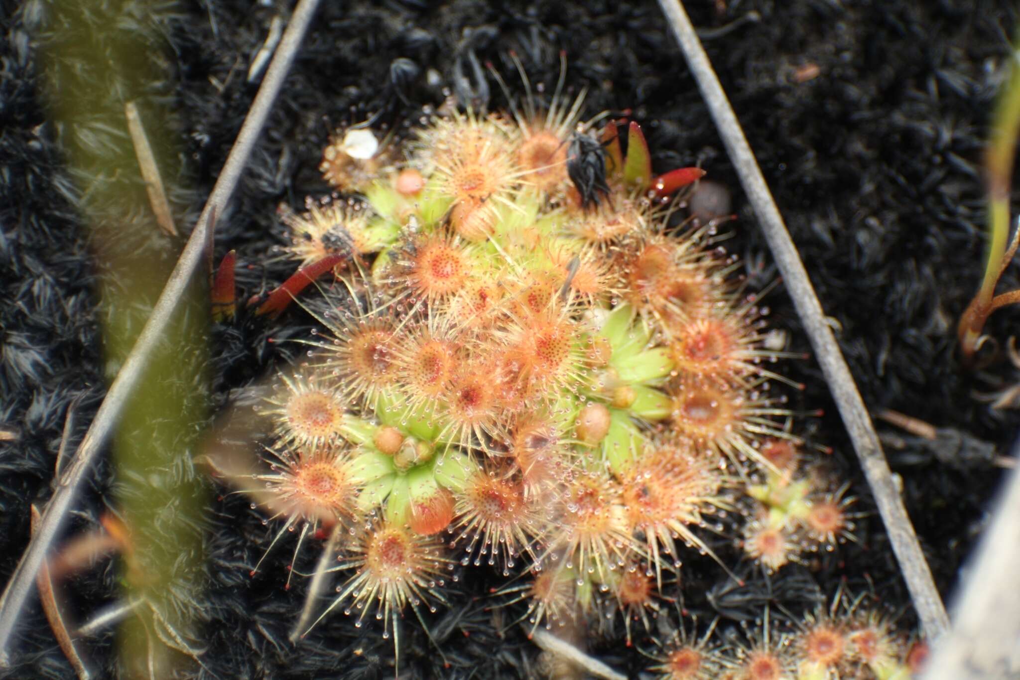 Imagem de Drosera pulchella Lehm.