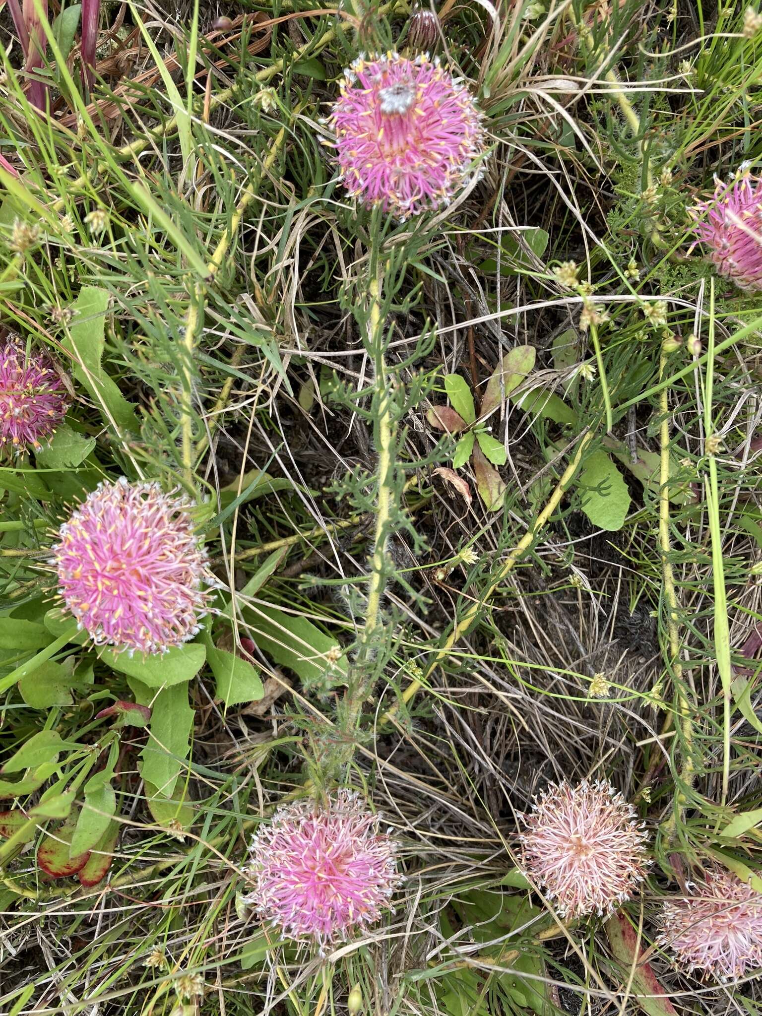 Image of Serruria pinnata R. Br.