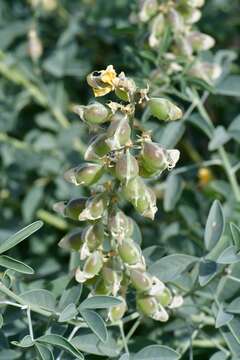 Image of Crotalaria argyraea Baker