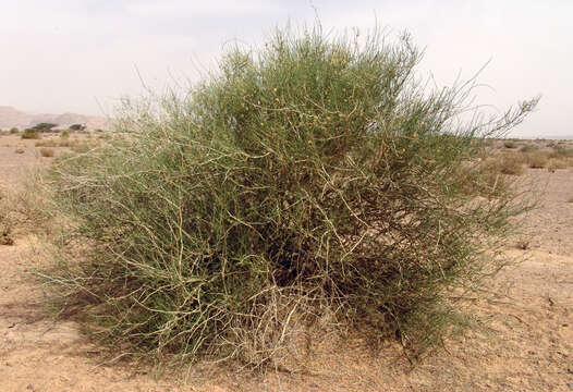 Image of Fire bush