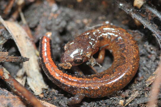 Plancia ëd Plethodon websteri Highton 1979