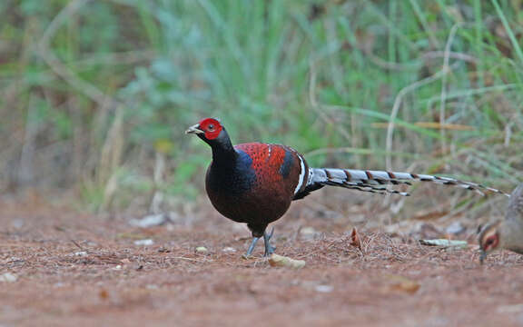 Image of Hume's Bar-tailed Pheasant