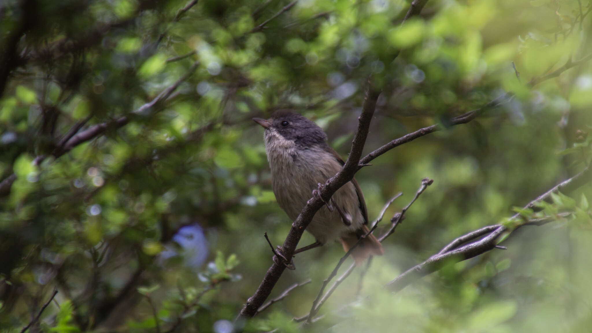 Image of Brown Creeper